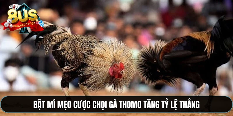 Đá gà Thomo – Trực tiếp từ Campuchia, cá cược tại 8US 4 Bật mí mẹo cược chọi gà Thomo tăng tỷ lệ thắng