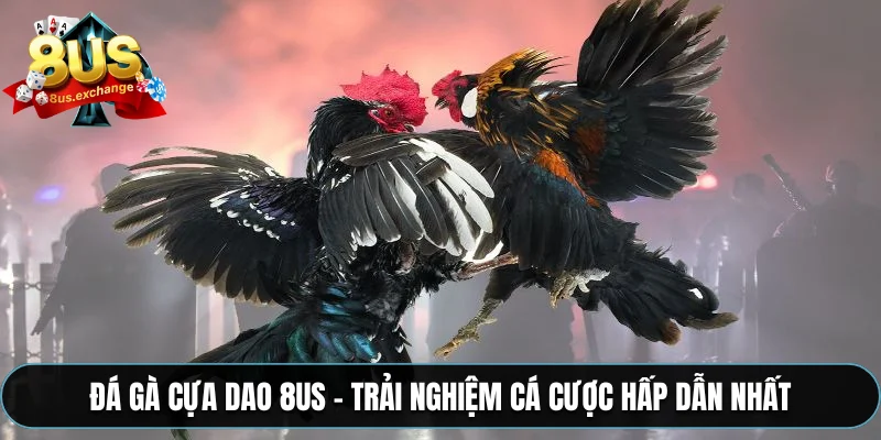 Đá gà cựa dao 8US – Trải nghiệm cá cược hấp dẫn nhất 3 Đá gà cựa dao 8US – Trải nghiệm cá cược hấp dẫn nhất