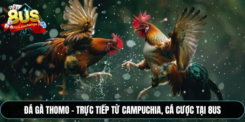 Đá gà Thomo – Trực tiếp từ Campuchia, cá cược tại 8US
