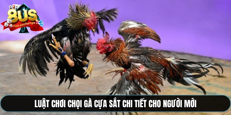 Đá gà cựa sắt 8US – Phát sóng trực tiếp, đặt kèo nhanh 4 Luật chơi chọi gà cựa sắt chi tiết cho người mới