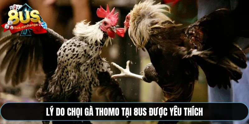 Đá gà Thomo – Trực tiếp từ Campuchia, cá cược tại 8US 3 Lý do chọi gà Thomo tại 8US được yêu thích
