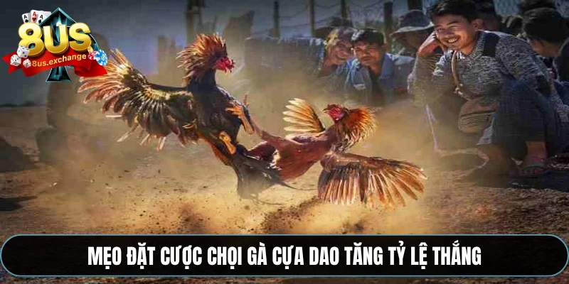 Đá gà cựa dao 8US – Trải nghiệm cá cược hấp dẫn nhất 4 Mẹo đặt cược chọi gà cựa dao tăng tỷ lệ thắng