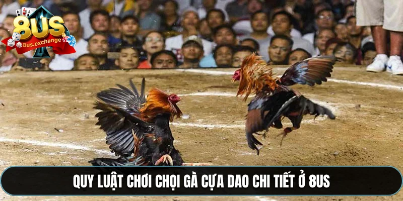 Đá gà cựa dao 8US – Trải nghiệm cá cược hấp dẫn nhất 3 Quy luật chơi chọi gà cựa dao chi tiết ở 8US