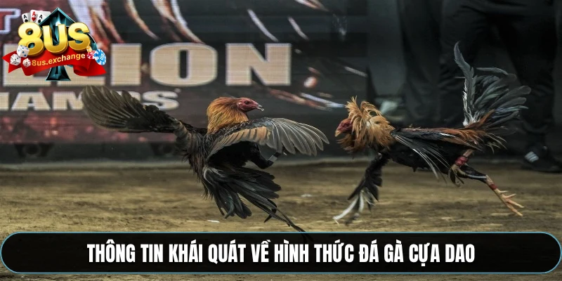 Đá gà cựa dao 8US – Trải nghiệm cá cược hấp dẫn nhất 2 Thông tin khái quát về hình thức đá gà cựa dao