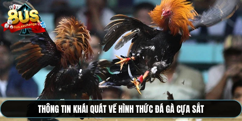 Đá gà cựa sắt 8US – Phát sóng trực tiếp, đặt kèo nhanh 2 Thông tin khái quát về hình thức đá gà cựa sắt