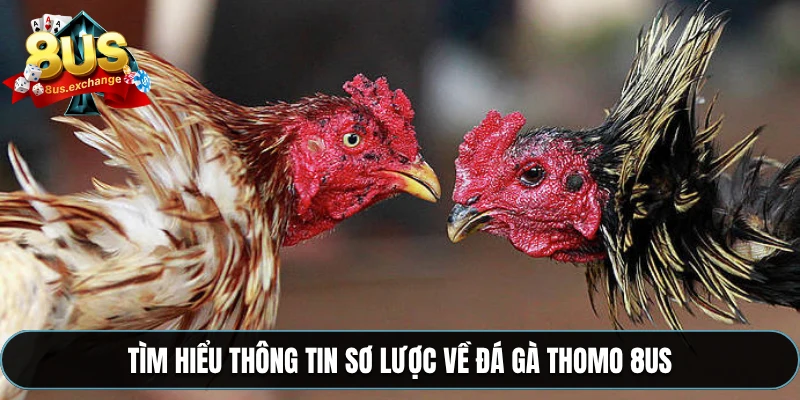 Đá gà Thomo – Trực tiếp từ Campuchia, cá cược tại 8US 2 Tìm hiểu thông tin sơ lược về đá gà Thomo 8US