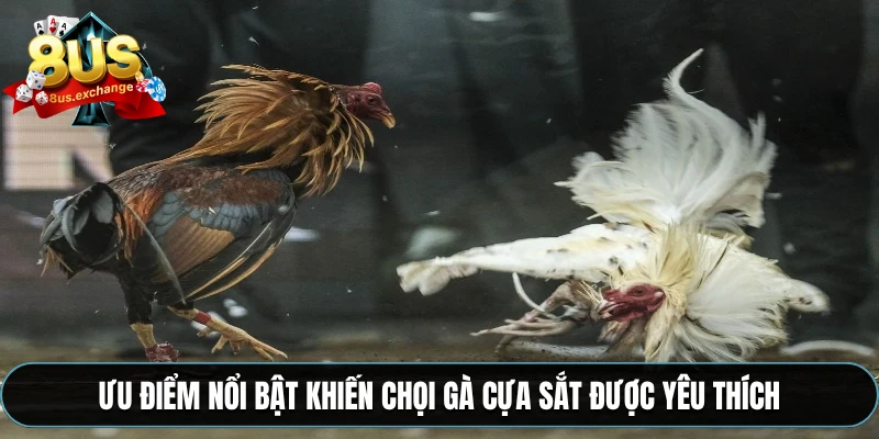 Đá gà cựa sắt 8US – Phát sóng trực tiếp, đặt kèo nhanh 3 Ưu điểm nổi bật khiến chọi gà cựa sắt được yêu thích